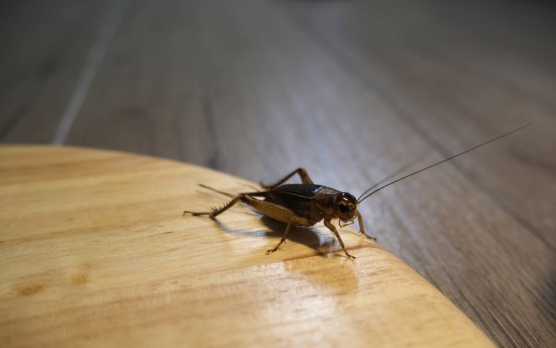Critter Removal Service