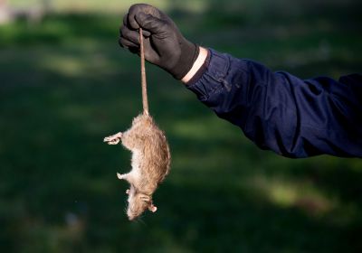 Critter Removal Service