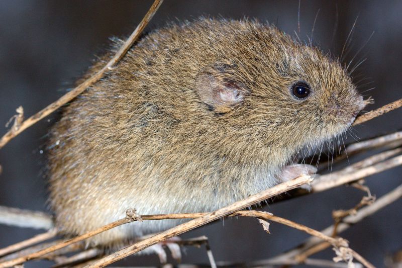 Critter Removal Service