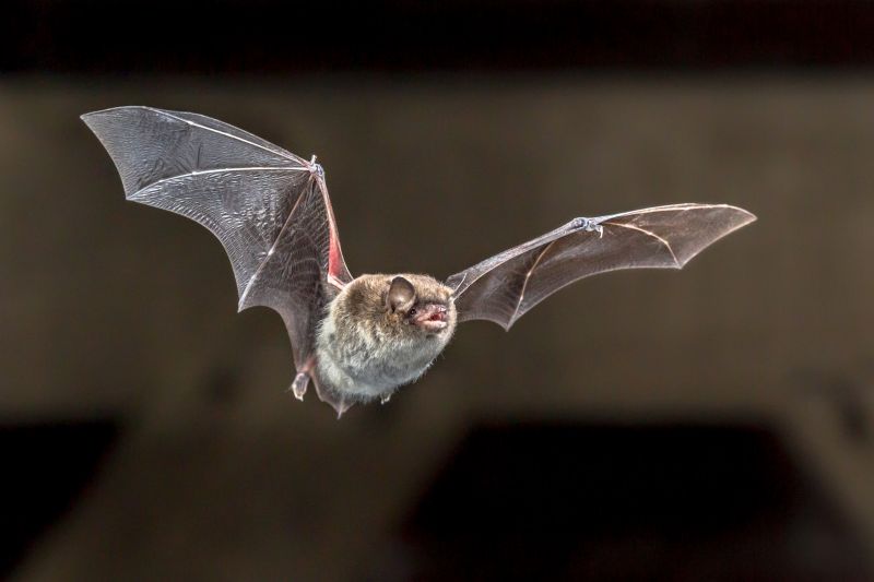 Bat Infestations In Homes: Health Risks And Safe Removal