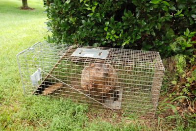 Humane Critter Traps