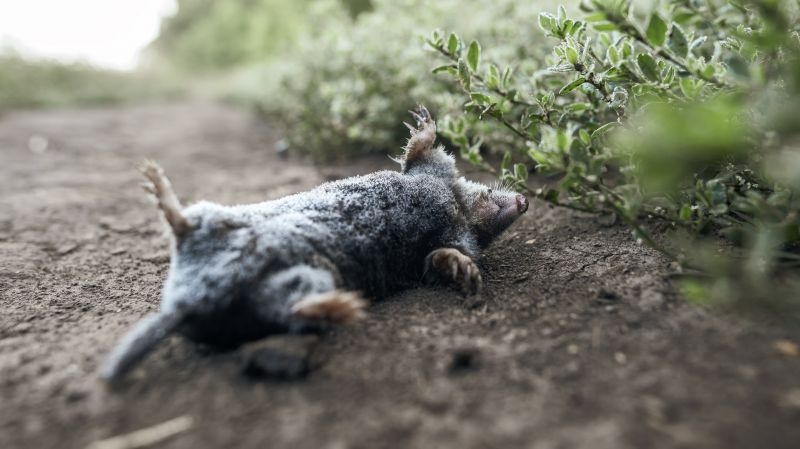 Critter Removal Service