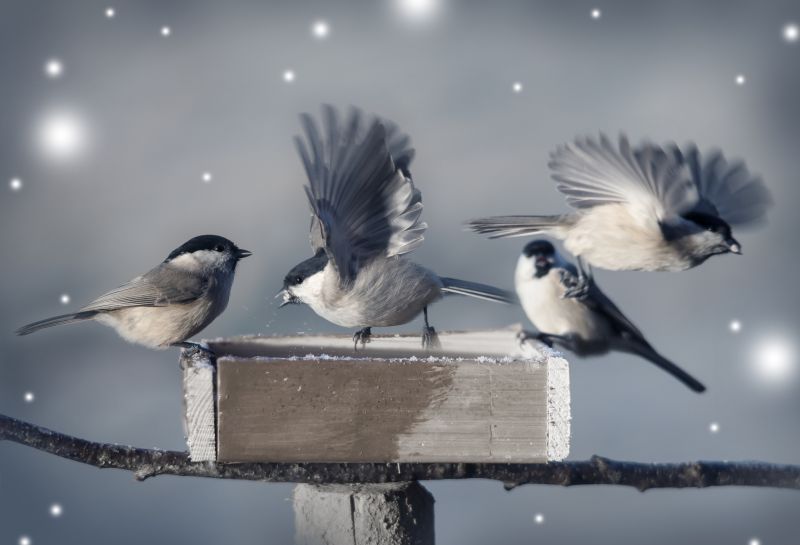 How Wildlife Can Damage Roofs, Attics, And Insulation