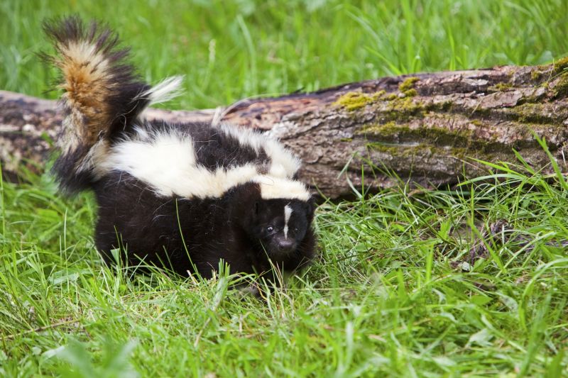 Skunk Dens